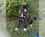 Small Labrador Retriever Mix