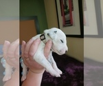Small Photo #4 Dalmatian Puppy For Sale in ROMEOVILLE, IL, USA