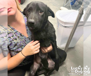 Retriever -Unknown Mix Dogs for adoption in Washington, DC, USA