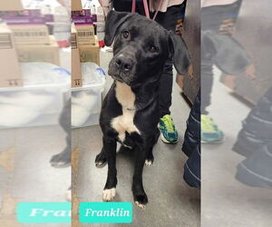 Franklin - Male Labrador Retriever Dog for Adoption - Photo #8