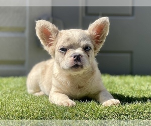 French Bulldog Puppy for sale in CHICAGO, IL, USA