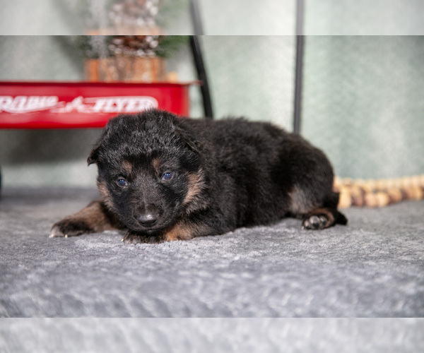 Medium Photo #14 German Shepherd Dog Puppy For Sale in NAPPANEE, IN, USA