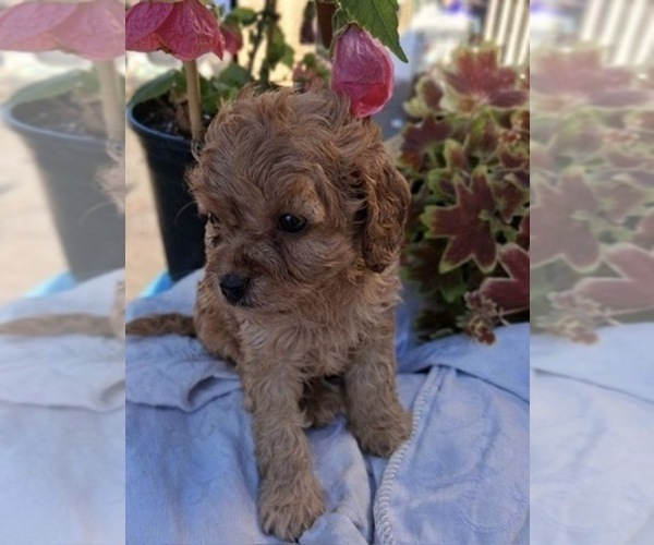 Medium Photo #2 Cavapoo (Toy) Puppy For Sale in WALNUT CREEK, CA, USA