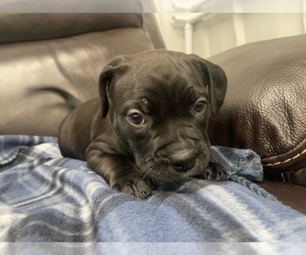 Medium Photo #28 American Bully Puppy For Sale in REESEVILLE, WI, USA