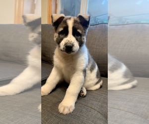 German Shepherd Dog-Siberian Husky Mix Puppy for sale in VANCOUVER, WA, USA