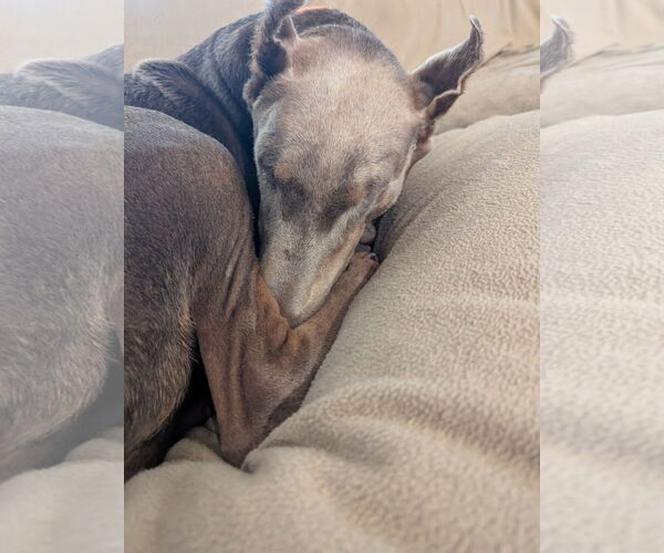 Medium Photo #4 Doberman Pinscher Puppy For Sale in Minneaoplis, MN, USA