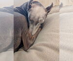 Small #3 Doberman Pinscher