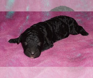 Labradoodle Puppy for sale in LA HABRA, CA, USA