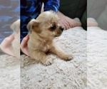 Puppy 4 ShiChi