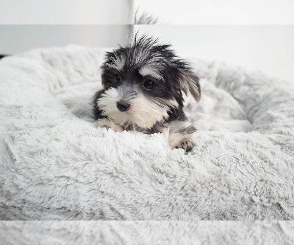 Medium Photo #5 Morkie Puppy For Sale in LOS ANGELES, CA, USA