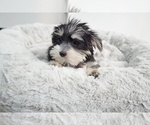 Small Photo #5 Morkie Puppy For Sale in LOS ANGELES, CA, USA