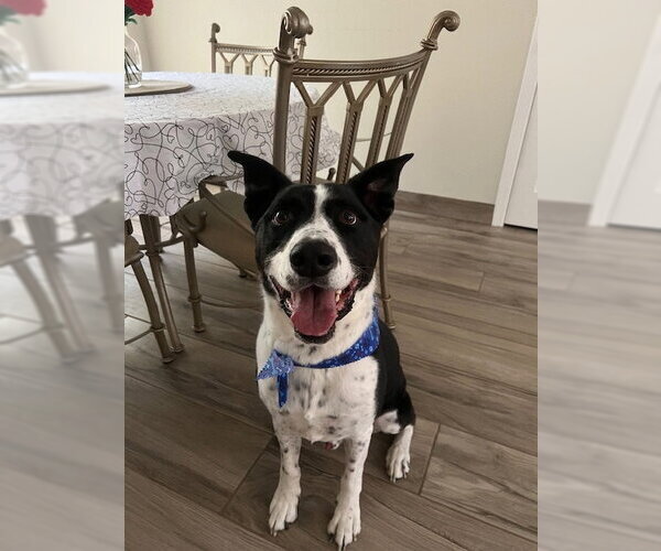 Medium Photo #9 Pointer-Unknown Mix Puppy For Sale in Chandler, AZ, USA