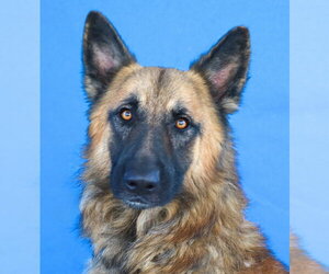 German Shepherd Dog Dogs for adoption in Pasadena, CA, USA