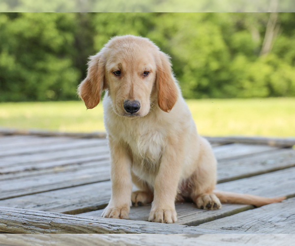 Medium Photo #5 Golden Retriever Puppy For Sale in LIBERTY, KY, USA