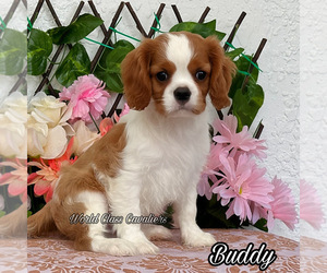 Cavalier King Charles Spaniel Puppy for sale in MIAMI, FL, USA