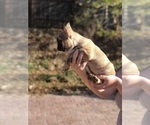 Small Photo #8 French Bulldog Puppy For Sale in NEVADA CITY, CA, USA