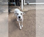 Small #1 Mutt