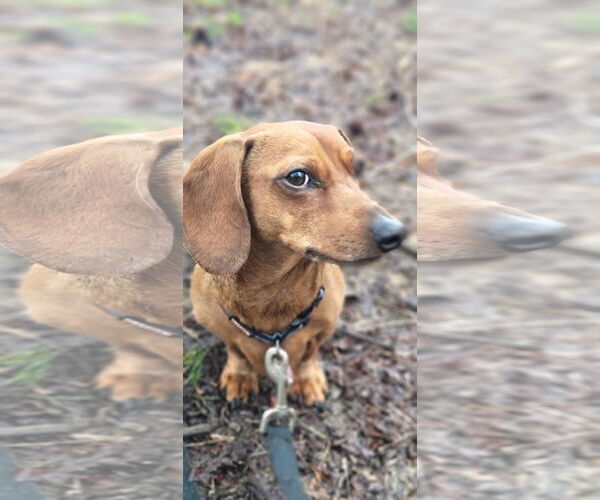 Medium Photo #5 Dachshund Puppy For Sale in Shelbyville, TN, USA