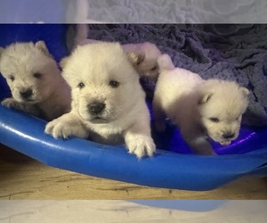 Chow Chow Puppy for sale in FONTANA, CA, USA