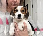 Small Photo #2 Beagle Puppy For Sale in Arlington, VA, USA