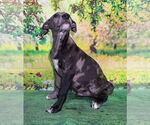 Small #2 Catahoula Leopard Dog Mix