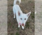 Small Photo #1 Siberian Husky Puppy For Sale in Dallas, TX, USA