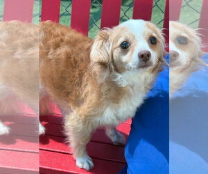 Mutt Dogs for adoption in Woodbury, NY, USA