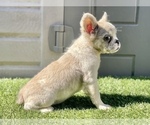 Small Photo #12 French Bulldog Puppy For Sale in CARLSBAD, CA, USA