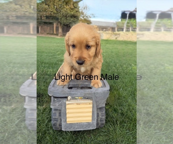 Medium Photo #4 Golden Retriever Puppy For Sale in DENAIR, CA, USA