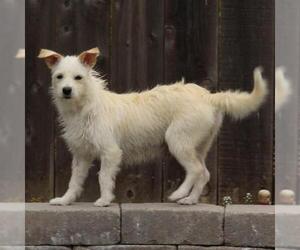 Chihuahua-Unknown Mix Dogs for adoption in San Diego, CA, USA