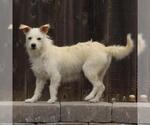 Small Chihuahua Mix