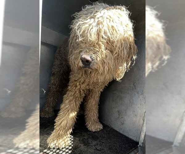 Medium Photo #1 Poodle (Standard) Puppy For Sale in HESPERIA, CA, USA
