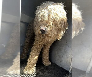 Poodle (Standard) Dogs for adoption in HESPERIA, CA, USA