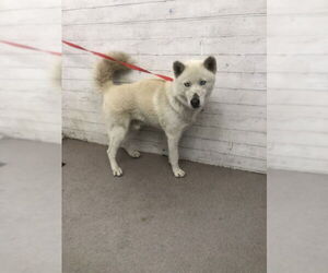 Siberian Husky Dogs for adoption in San Bernardino, CA, USA