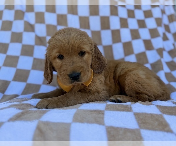 Medium Photo #1 Golden Retriever Puppy For Sale in LAKELAND, FL, USA