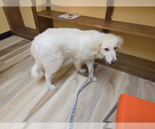 Medium Photo #14 Great Pyrenees-Unknown Mix Puppy For Sale in Houston, TX, USA