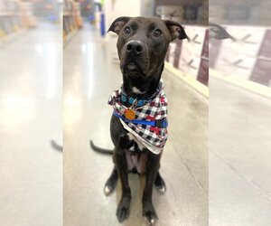 American Pit Bull Terrier-Labrador Retriever Mix Dogs for adoption in St. Louis Park, MN, USA