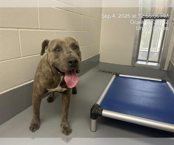 Medium Photo #1 American Pit Bull Terrier Puppy For Sale in Ocala, FL, USA