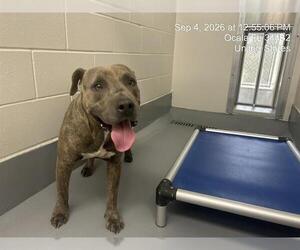 American Pit Bull Terrier Dogs for adoption in Ocala, FL, USA