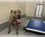 Small American Pit Bull Terrier