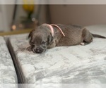 Puppy Pink American Bully