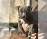Small Photo #21 American Bully Puppy For Sale in LOVELAND, CO, USA