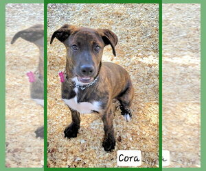 Plott Hound-Unknown Mix Dogs for adoption in Granbury, TX, USA