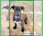 Small #1 Plott Hound Mix