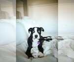Small #8 American Staffordshire Terrier-Huskies  Mix