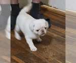 Small #15 Pug