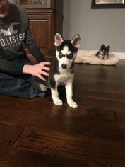 Siberian Husky Puppy for sale in HAUBSTADT, IN, USA