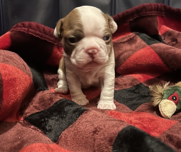 Medium Photo #1 Boston Terrier Puppy For Sale in HUNTINGTON BEACH, CA, USA
