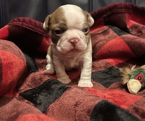 Boston Terrier Puppy for sale in HUNTINGTON BEACH, CA, USA