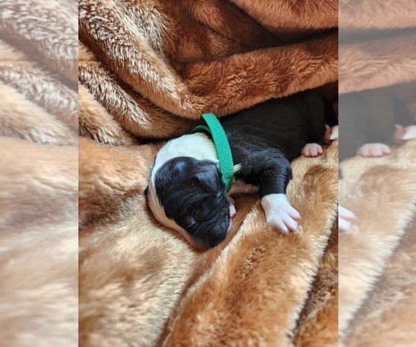 Medium Photo #6 Sheepadoodle Puppy For Sale in LEHI, UT, USA